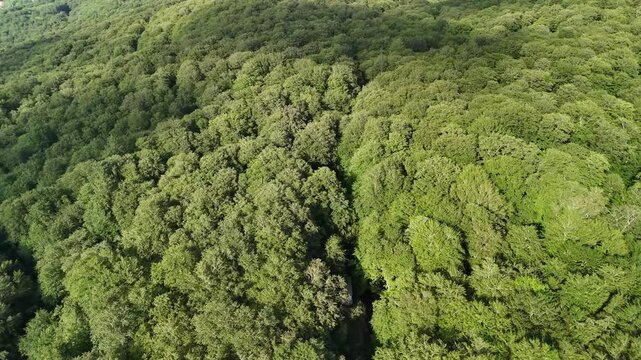 Aerial view of dense green temperate broadleaf forest covering a vast hilly landscape, with sunlight and shadows playing across the endless canopy of deciduous trees