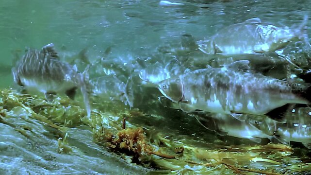 Explore the enchanting world of salmon swimming gracefully through lush underwater plants in a serene, clear river. Witness their natural behavior and vibrant surroundings on a peaceful afternoon.
