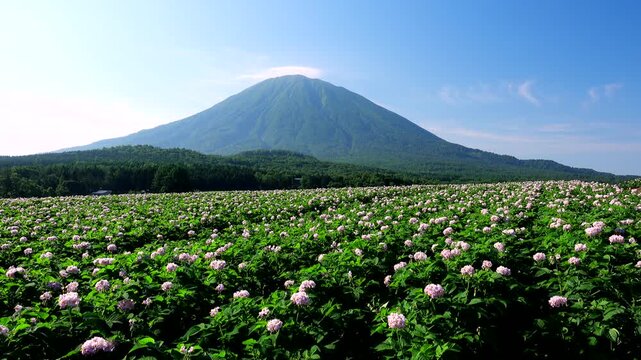 羊蹄山とジャガイモの花