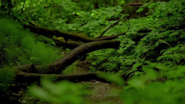Forest Stream Surrounded by Green Vegetation
