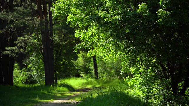 Sunlit Forest Path Among Green Foliage