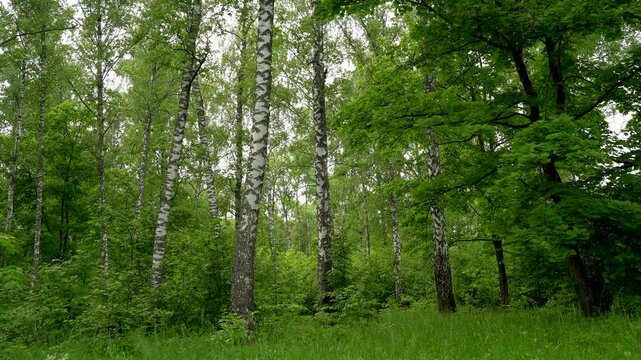 Birch Forest with Lush Green Vegetation