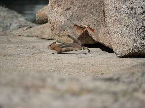 Chipmunk Running Across Granite Rocks in Indian Peaks Wilderness, Colorado