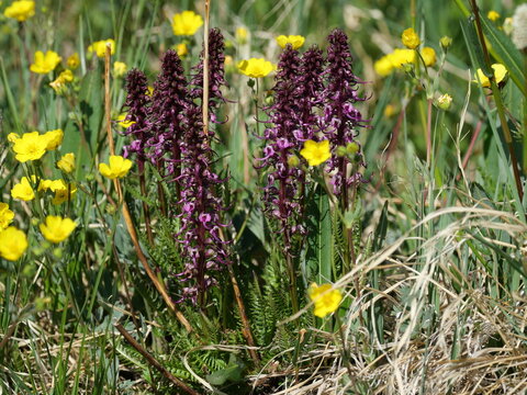 Elephant's Head Wildflowers (Pedicularis groenlandica) Blooming Near Blue Lake in Colorado