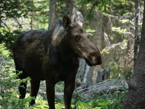 Young Moose Walking Through a Forest in Indian Peaks Wilderness, Colorado