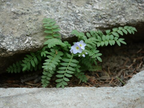 Jacob's Ladder (Polemonium viscosum) Growing Between Rocks in Indian Peaks Wilderness, Colorado