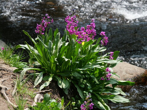 Parry's Primrose (Primula parryi) Blooming Along a Mountain Stream in Indian Peaks Wilderness, Colorado