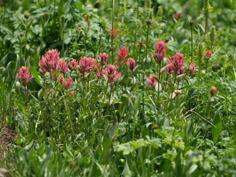 Giant Red Indian Paintbrush (Castilleja miniata) Wildflowers Blooming Along Mitchell Lake Trail, Colorado