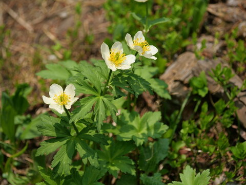 American Globeflower (Trollius albiflorus) Blooming Along Mitchell Lake Trail in Colorado