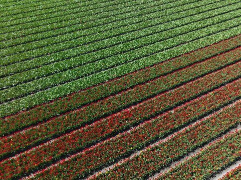 Aerial view of vibrant red and green tulip fields arranged in long, parallel rows during the spring season in Lisse, South Holland, Netherlands.