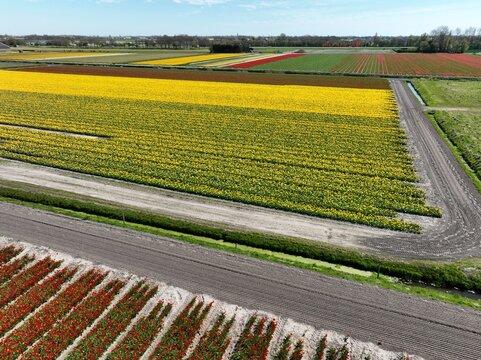 Aerial view of vibrant tulip fields in full bloom with rows of yellow and red flowers separated by dirt paths in Lisse, South Holland, Netherlands.
