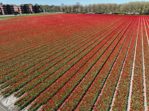 Aerial view of vibrant red tulip fields arranged in long parallel rows during spring in Lisse, South Holland, Netherlands.