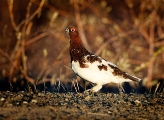 Fototapeta premium Ptarmigan, Arctic Bird