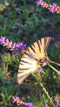 Close-up of a scarce swallowtail butterfly (Iphiclides podalirius) feeding on a lavender flower in a garden on a beautiful sunny summer day