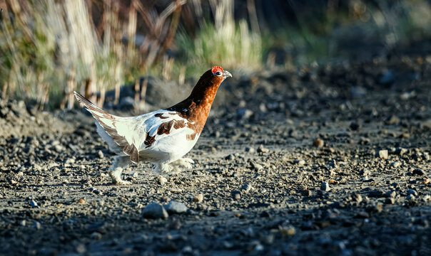 Ptarmigan, Arctic Bird