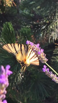 Close-up of a scarce swallowtail butterfly (Iphiclides podalirius) feeding on a lavender flower in a garden on a beautiful sunny summer day