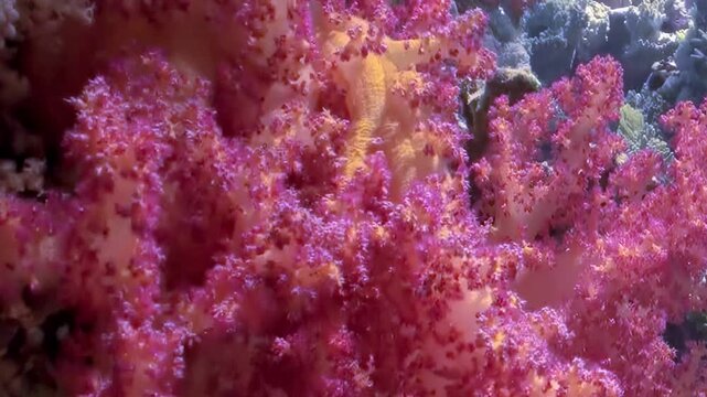 Radiant pink soft coral sways gently in clear ocean currents. Tiny, colorful reef fish elegantly swims through flourishing coral garden, enjoying vibrant underwater world during bright day.
