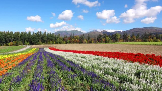 麓郷展望台の花畑と前富良野岳などの山々