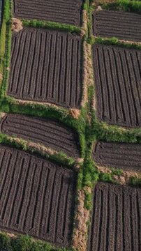Aerial view Bali ploughed fields closeup of dark furrowed soil, green hedgerows, farmer planning planting, drone mapping, rich texture and earthy tones, meditative rural atmosphere, vertical video 