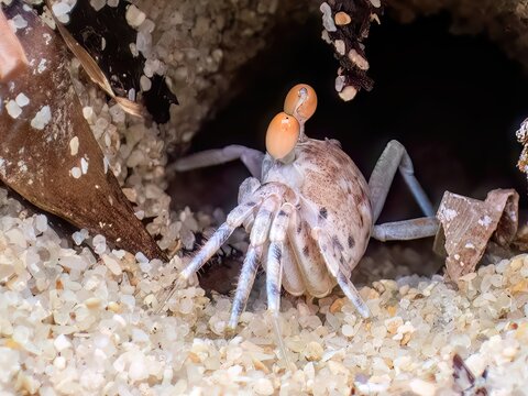 A Ghost Crab at the entrance of its Borrow, Anakao, Madagascar