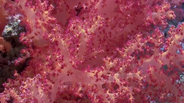 This luminous soft coral displays its exquisite form, pulsating with life on a vibrant coral reef. Watch its intricate branches and tiny polyps dance underwater in the brilliant daytime sun.