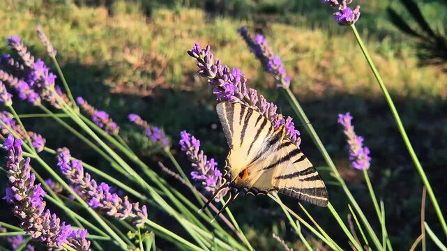 Close-up of a scarce swallowtail butterfly (Iphiclides podalirius) feeding on a lavender flower in a garden on a beautiful sunny summer day