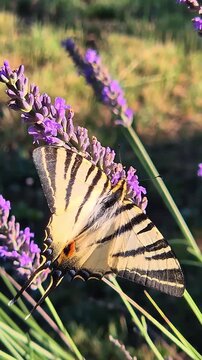 Close-up of a scarce swallowtail butterfly (Iphiclides podalirius) feeding on a lavender flower in a garden on a beautiful sunny summer day