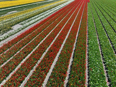Aerial view of vibrant rows of blooming red, yellow, and white tulips in Lisse, South Holland, Netherlands.