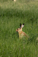 Naklejka premium rabbit in the grass