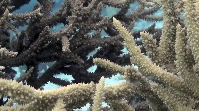 Graceful coral formations create stunning underwater tableau. Sunlight pierces clear blue waters, illuminating intricate branching structures of reef. Serene ecosystem pulses with life at day.