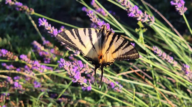 Close-up of a scarce swallowtail butterfly (Iphiclides podalirius) feeding on a lavender flower in a garden on a beautiful sunny summer day