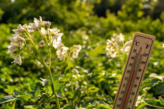 Plants with white flowers potatoes are blooming in a garden. A thermometer stands nearby, displaying the warm temperature. The scene shows a clear sky with sunlight shining on the plants