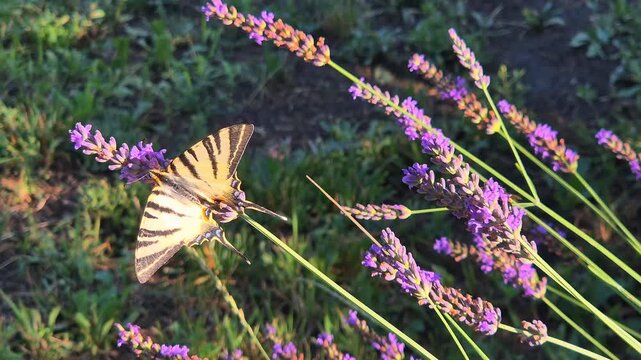 Close-up of a scarce swallowtail butterfly (Iphiclides podalirius) and bumblebee feeding on a lavender flower in a garden on a beautiful sunny summer day