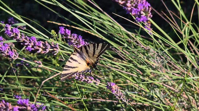 Close-up of a scarce swallowtail butterfly (Iphiclides podalirius) feeding on a lavender flower in a garden on a beautiful sunny summer day