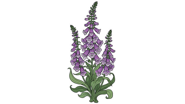 Digital illustration of purple foxglove flowers with green leaves on a white background