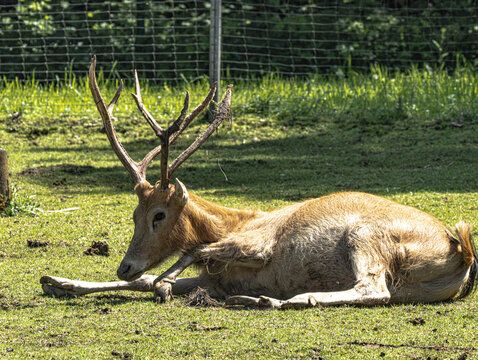 P&egrave;re David's deer herd resting on grassland, natural light