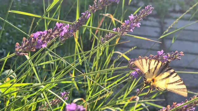 Close-up of a scarce swallowtail butterfly (Iphiclides podalirius) feeding on a lavender flower in a garden on a beautiful sunny summer day