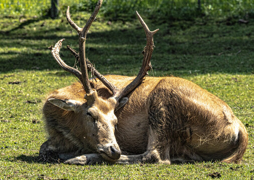 P&egrave;re David's deer herd resting on grassland, natural light
