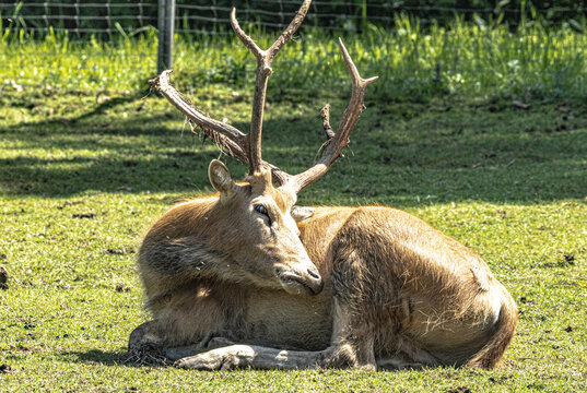 P&egrave;re David's deer herd resting on grassland, natural light