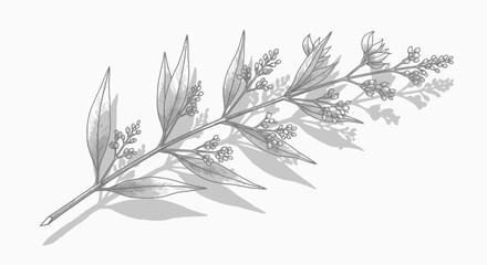 Vintage hand drawn botanical eucalyptus branch sketch on white background. © Janda Anyar