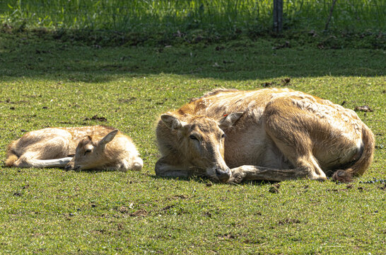 P&egrave;re David's deer herd resting on grassland, natural light