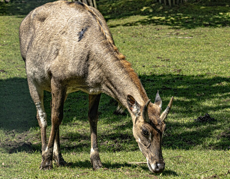 Nilgai blue bull grazing in wildlife park, natural behavior
