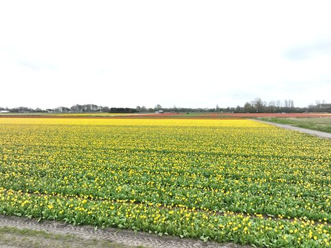 Aerial view of vibrant yellow tulip fields in full bloom stretching across the landscape under an overcast sky in Lisse, South Holland, Netherlands.