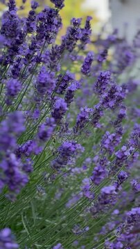 Lavendelgarten mit sanfter Kamerafahrt | Hochformat - Sanfte Kameraf&uuml;hrung von links nach rechts &uuml;ber bl&uuml;henden Lavendel. Mediterrane Gartenstimmung im sommerlichen Hochformat.