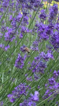 Honigbiene auf Lavendel in Zeitlupe | Hochformat - Honigbiene sammelt Nektar an bl&uuml;hendem Lavendel. Detailreiche Zeitlupe mit nat&uuml;rlicher Gartenkulisse