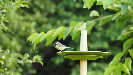 A great tit looks around from a watering hole in the garden © Tomas_Martinek