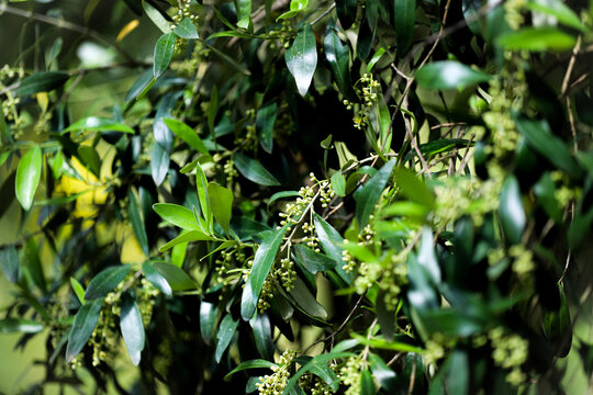 olivo