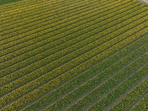 Aerial view of vibrant yellow tulip fields arranged in long parallel rows during the spring season in Lisse, South Holland, Netherlands.