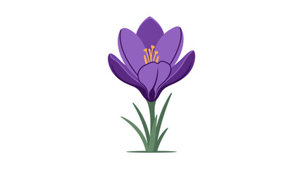 Fototapeta premium Single purple crocus flower with green leaves and stem isolated on white background