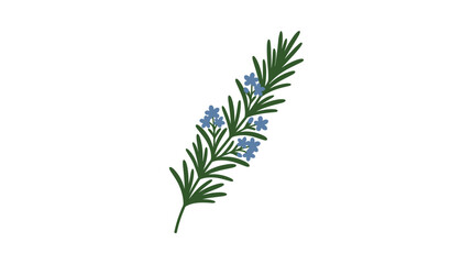 Fototapeta premium A delicate sprig of rosemary with small blue flowers on a white background